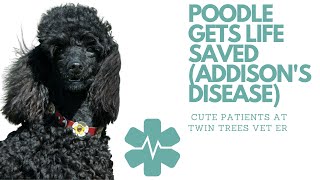 Poodle almost dies from Addison's Disease︱Cute Patients from Twin Trees Vet ER