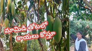 #మామిడి తోటలో కాయలు కోస్తూ...#organic#minu terrace garden.