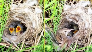 Mother Sparrow bird feeding The Kids Cockroach | Natural Wildlife