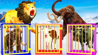 10 Zombie Lions vs Mammoth Elephant Fight Cow Cartoon Rescue Saved By Woolly Mammoth Animal Revolt