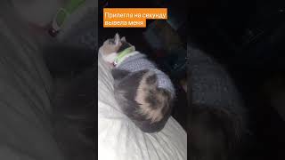 #sorts #юмор #video #прикол #shortvideo #топ #кошка#прикол