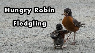 Hungry Fledgling Being Fed - American Robin - Bird Calls and Sounds