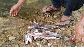 pasang jaring di kali Cikarang spot sangat exstrime sarangnya ikan baung