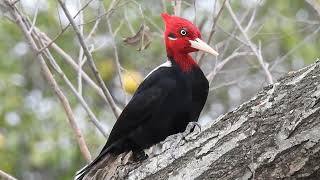 Carpintero Lomo Blanco (Campephilus leucopogon) -macho-