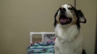 Nonprofit pays it forward with doggie daycare