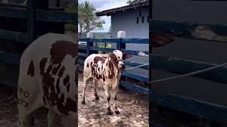 BEZERRA NELORE PINTADO DE VERMELHO E BRANCO NOME DELA POLYANA