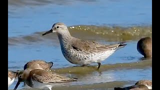 RED KNOT (California)