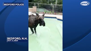 Raw video: Police, firefighters rescue moose from swimming pool in New Hampshire