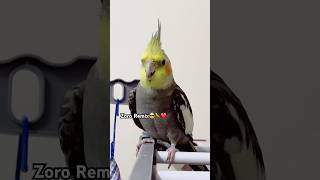 Cockatiel Voice Remix🦜❤️ #birds #cockatiel #cutebirds #bird #parrot #cockatiels #viralshorts #cute