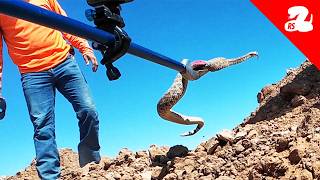 Rattlesnakes Discovered Under A House