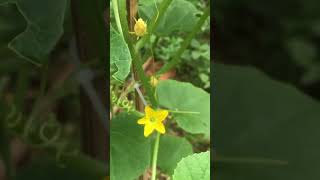 Melon growing #melon #fruit #homegardening #melonfromseed #garden #gardeningtips