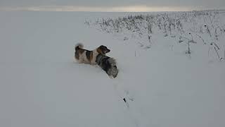 Wolfsspitz und Karakachan (Mix?) im Schnee