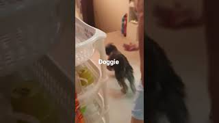 Dogs treat like children/ dogs morning routine/ #dogs #doglover #dogbreed #dog #animallover #shorts