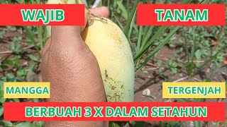 Mangga Chokanan Berbuah Lebat Tidak Mengenal Musim