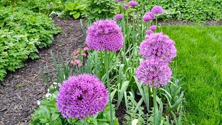 MAY GARDEN UPDATE!! Petunias! Allium!