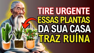 SE VOCÊ TEM ESSAS 5 PLANTAS CUIDADO! ELAS QUE PREJUDICAM SUA CASA E COMÉRCIO - Sabedoria Budista