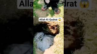 Ye Dekho Allah Ki Qudrat 😱 | Subhanallah | Viral Video #shortfeed #tranding #viralvideo