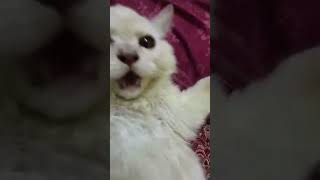 Ah tamatar bade majedar by funny cats full song mixed for babies