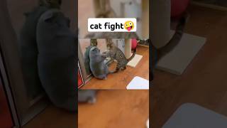 cat fight #cat #funnycatfight #funny #animals #funnycats #pets #animal #funnycat