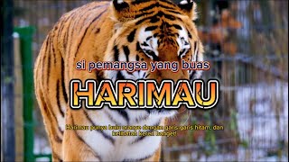 Hewan Harimau Predator Terkuat dan Terbesar di Dunia Si Raja Rimba