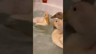 Ducks in the Tub! #shorts