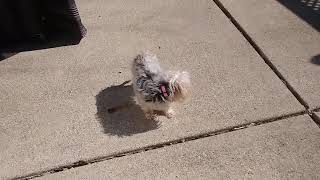 Introducing a Puppy to Anxiety Aggressive 7 year old Dog