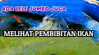 MELIHAT BIBIT IKAN