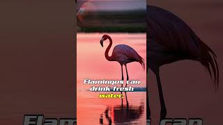 🌸 Flamingos: The Graceful Dancers of the Bird World! #shortsvideo #dailyfacts #animalfacts