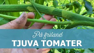 Tjuva tomater på friland