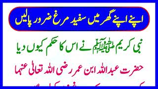 Hadees Sharif سفید مرغ گھر میں کیوں پالیں | सफेद मुर्गे के फायदे