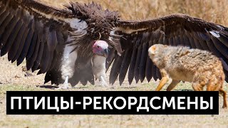 Птицы-рекордсмены. Какие птицы самые самые