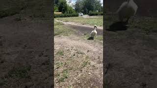 Маленькая Пипика учиться бегать 🦢🥰🙌