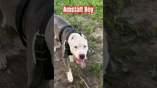 Амстафф Бой унюхал добычу #amstaff #dog #амстафф #семья #собака #тренировка