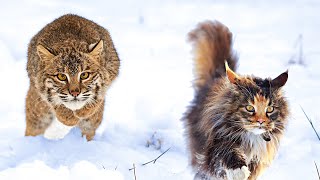 Bobcat vs Maine Coon - Who Would Win?