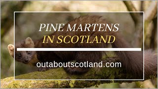 Pine Martens in Scotland