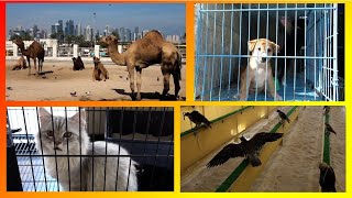 local market in DOHA - falcons, camels, cats, tortoises, birds , dogs ... Souq Waqif of Qatar