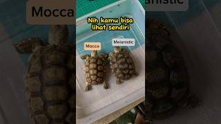 Perbedaan Sulcata Melanistic dan Mocca | Morph kura-kura Sulcata