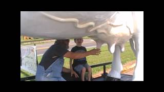 how to milk a giant cow