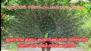 പെണ്ണിനെ വളക്കാൻ മുഖം കൊടുക്കാതെ പീലി വിടർത്തിയാടുന്ന ആൺമയിൽ. peacock #peacock #mayilpeeli