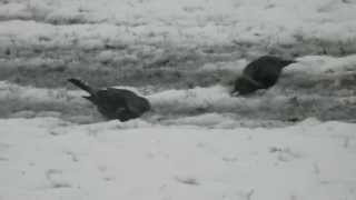 Fieldfares & Starlings