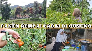 PANEN REMPAI CABE DI GUNUNG//MASAKAN DESA SEDERHANA #dailyvlog #hidupdidesa #niahermanto #slowliving