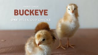 Buckeye: 1-Week-Old Chicks