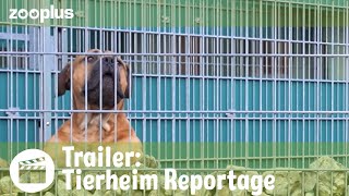 Trailer - Wenn Helfer Hilfe brauchen: Alltag in deutschen Tierheimen | zooplus Reportage