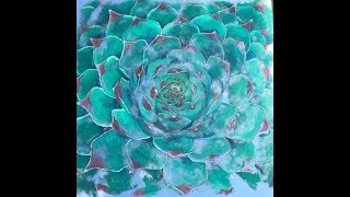 Mirror Art Succulent Flower Wall Art by Nicky Alice