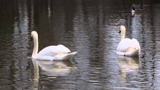 "Swan Lake" at Parvin State Park - Winter, 2015