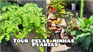 ALGUMAS PLANTAS NOVAS (#tour )