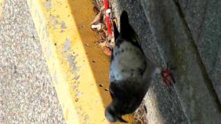 Nazi Bird Salutes Adolf Hitler, Then Defies Gravity & Walks Down Wall?