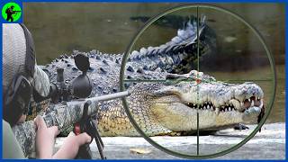 Amazing How Hunters Hunt Crocodiles With Fishing Rods And Spears | Farming Documentary