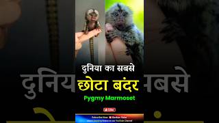 इतना छोटा बंदर 😲 World Smallest Monkey 🐒 Pygmy Marmoset #ytviral #shortvideo #reels