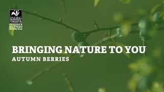 Bringing Nature to you - autumn berries